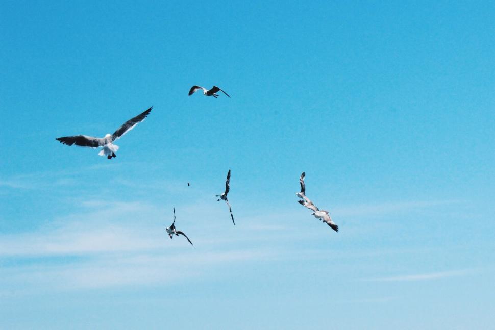 Free Image of Seagulls flying in a clear blue sky 