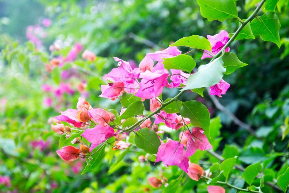 Free Image of Blooming bougainvillea flowers on bush 