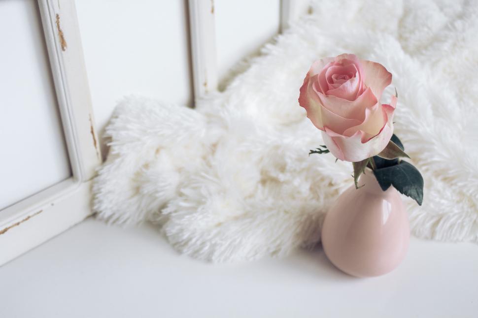 Free Image of Single pink rose in a vase on white 