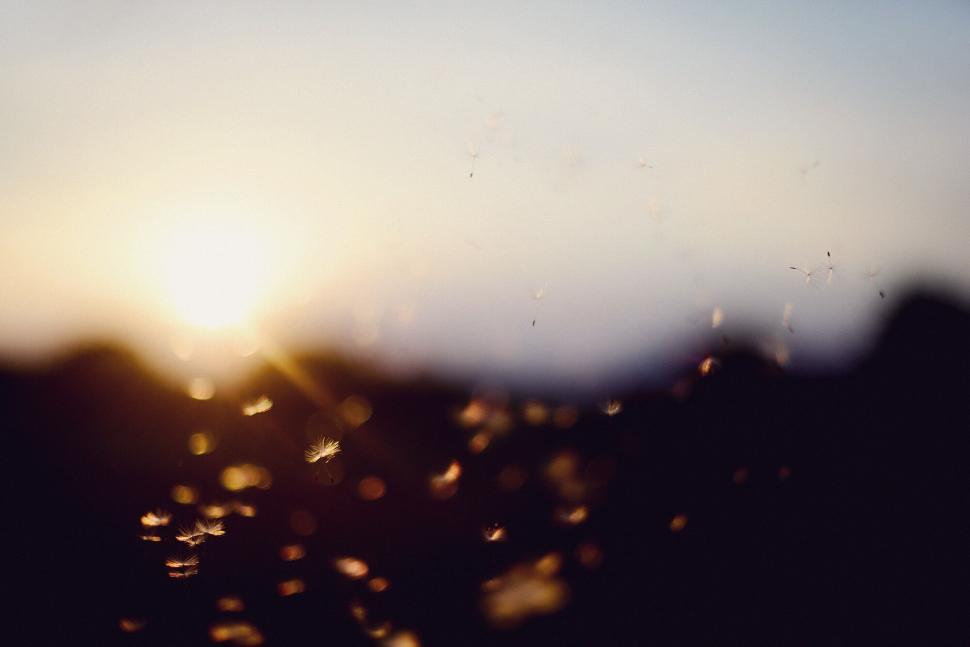 Free Image of Gnats fluttering in a sunset bokeh 