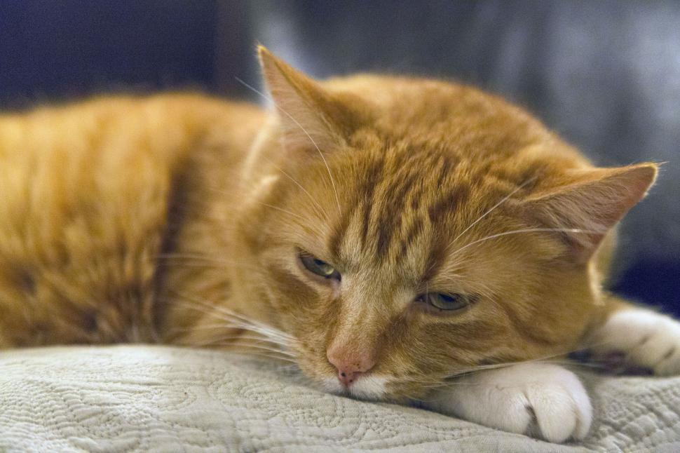 Free Image of Restful orange tabby cat lying down 