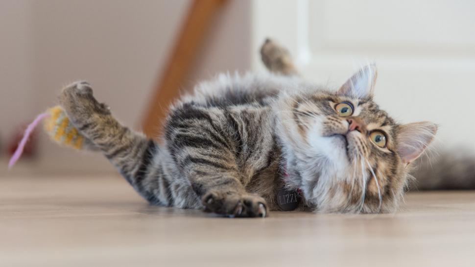 Free Image of Playful cat lying on the floor looking up 