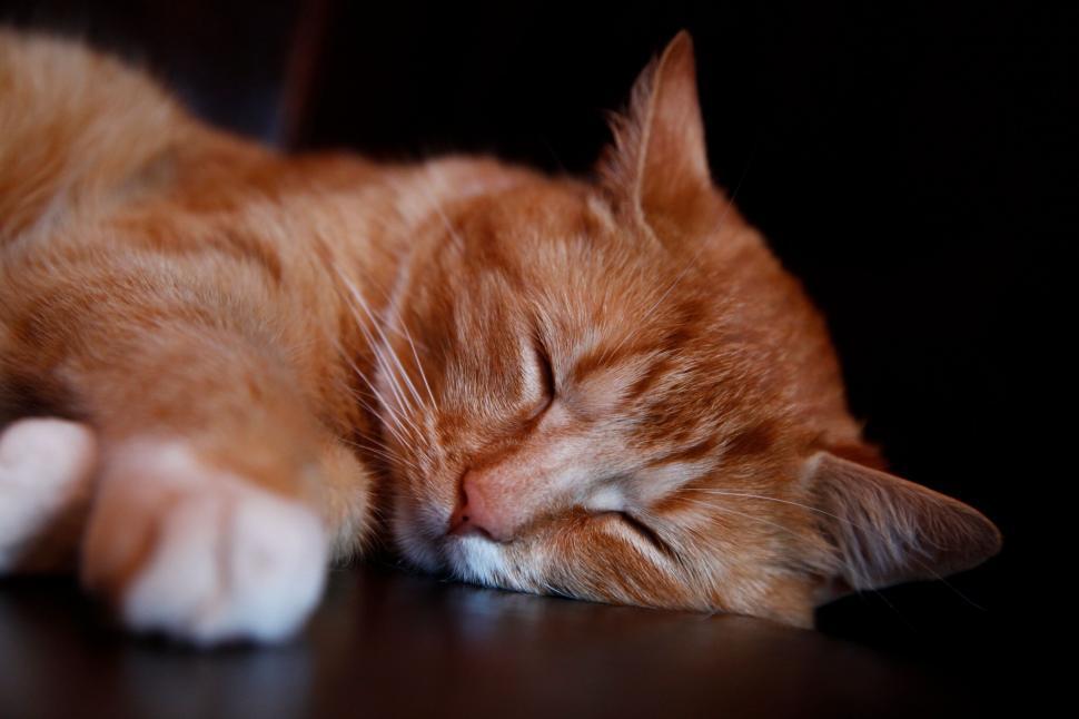 Free Image of Resting ginger cat with face obscured 