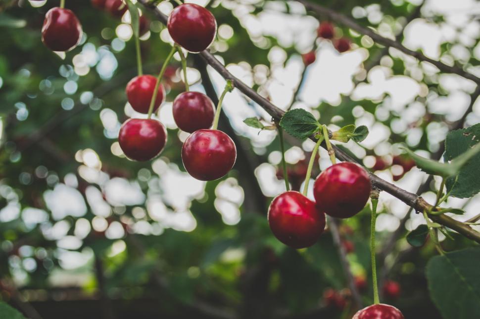 Free Image of Branch with ripe red cherries 