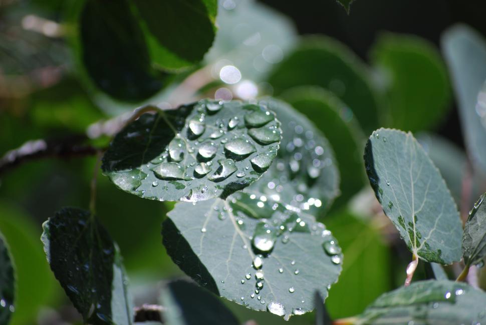 Free Image of Aspen Leaf with Water Droplets 