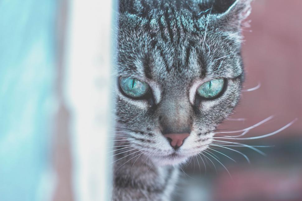 Free Image of Close-up of a gray tabby cat 
