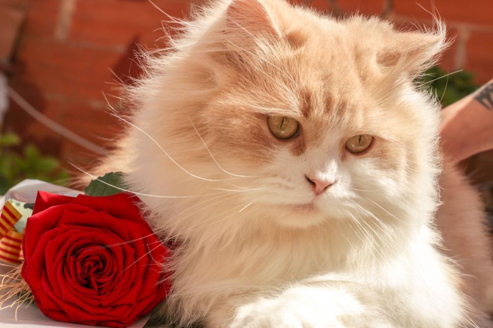 Free Image of Fluffy ginger cat with a red rose 