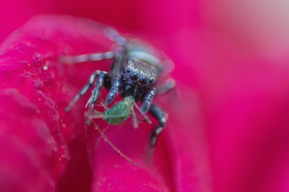 Free Image of Jumping spider on a rose petal 