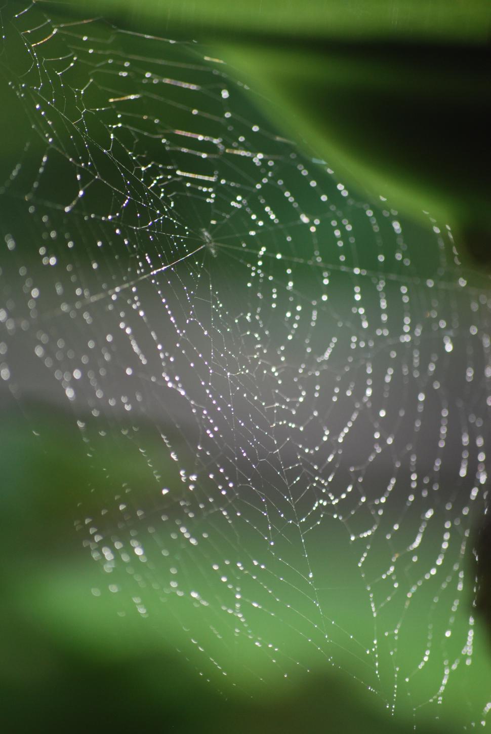Free Image of Spider Web w/ Dew 