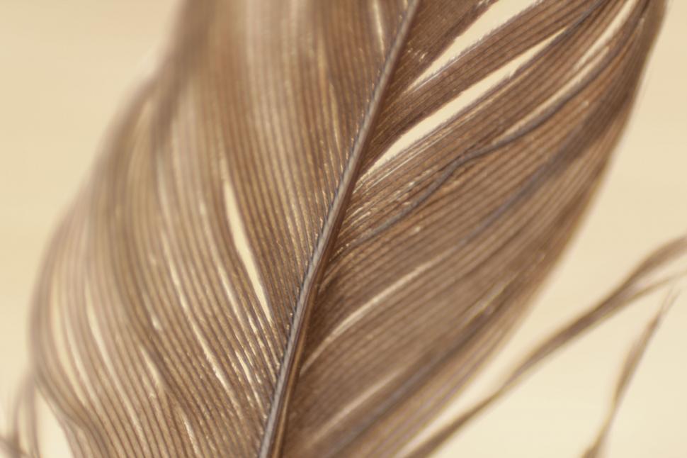 Free Image of Close-up of a bird s delicate feather 