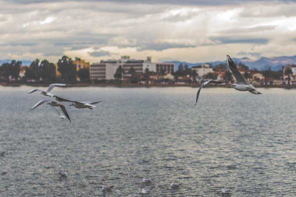 Free Image of Seagulls flying over a serene lake 