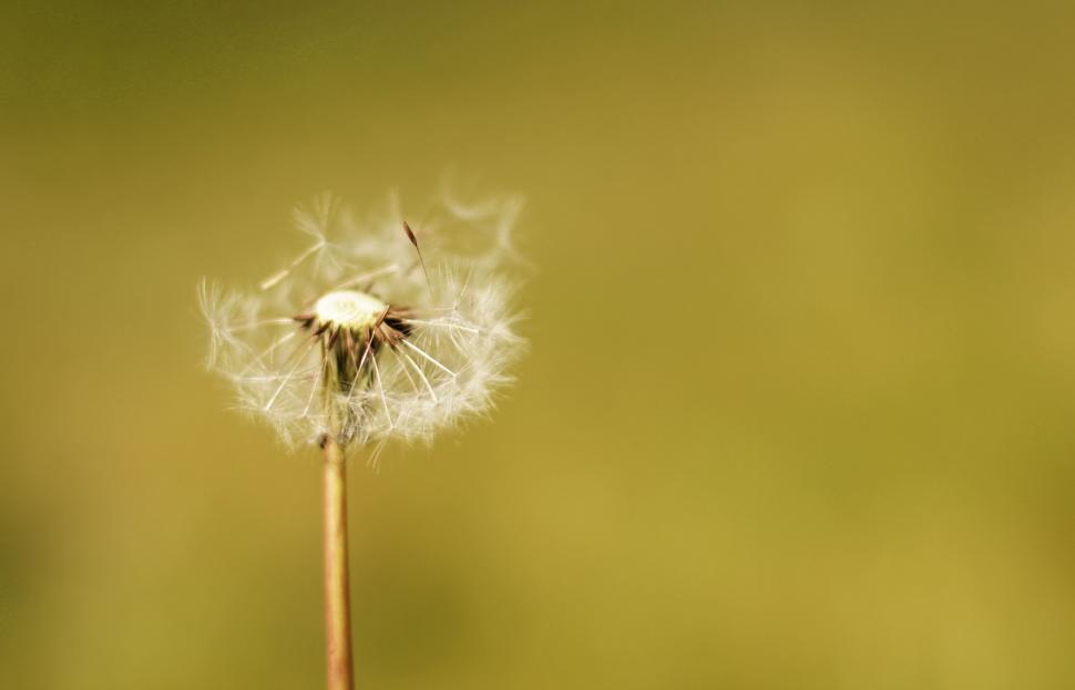 Free Image of Dandelion with seeds blowing away 