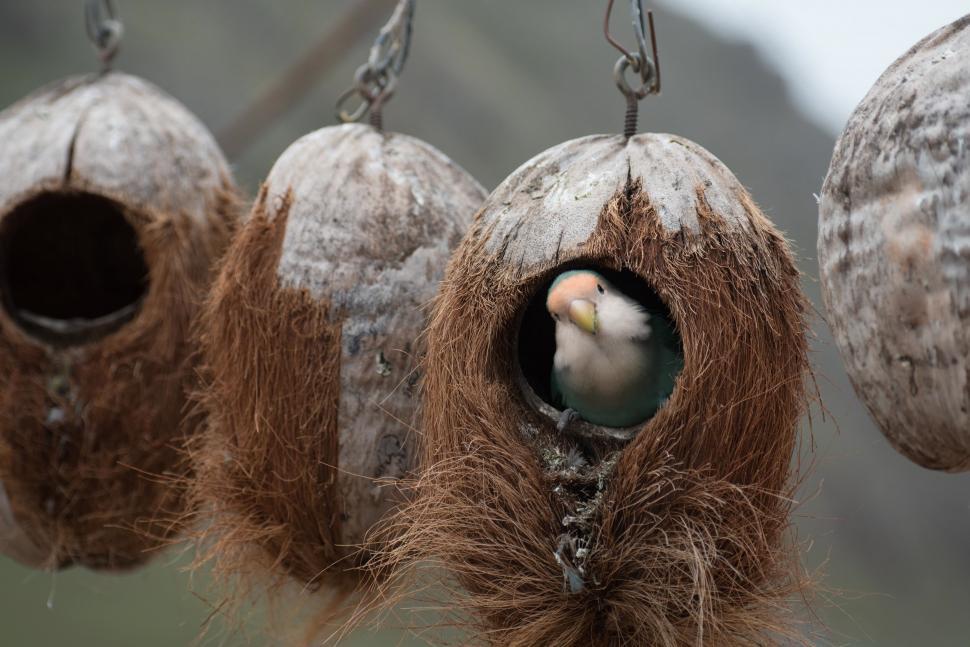 Free Image of Parrot peeking from a coconut birdhouse 