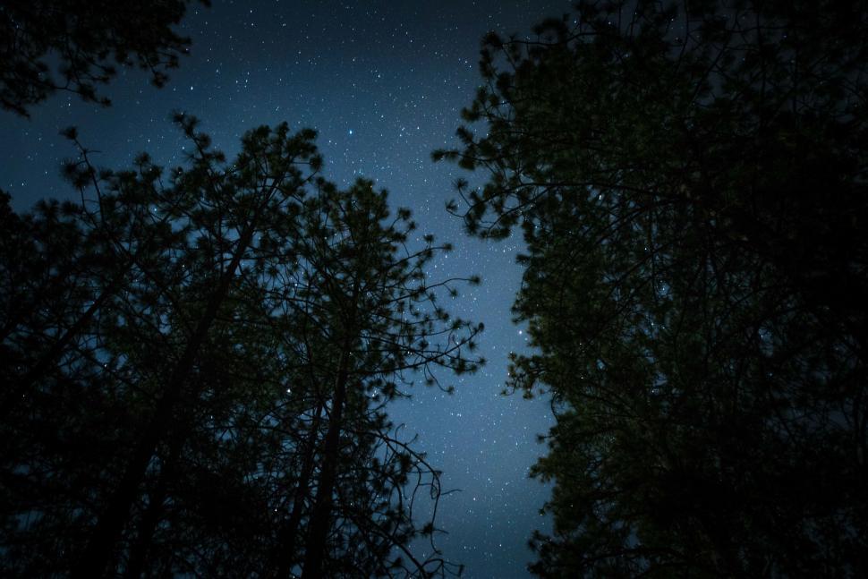 Free Image of Starry night through pine tree silhouettes 