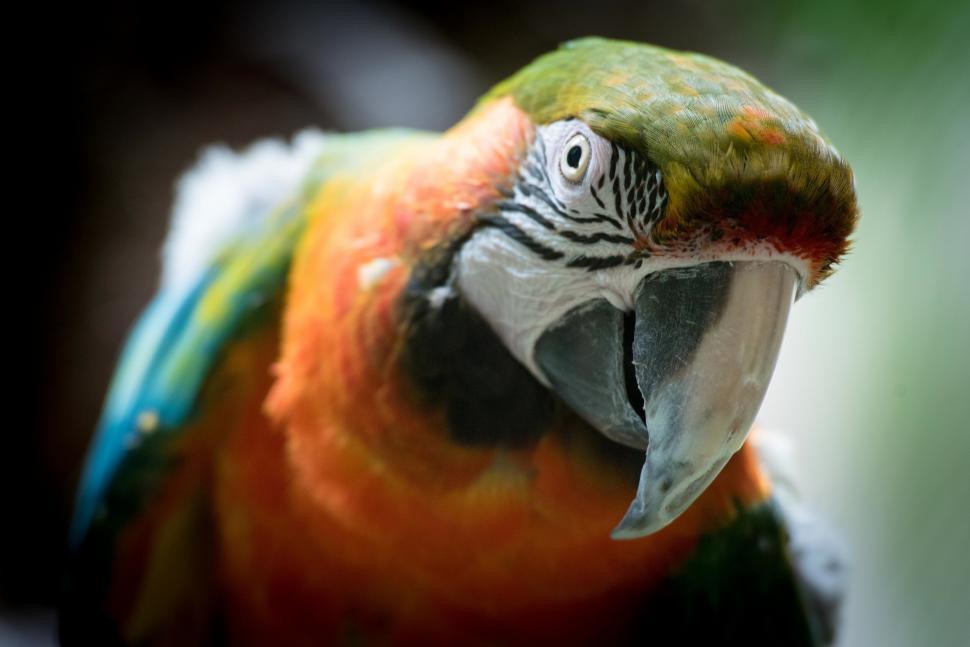 Free Image of Close-up of a vibrant macaw parrot 