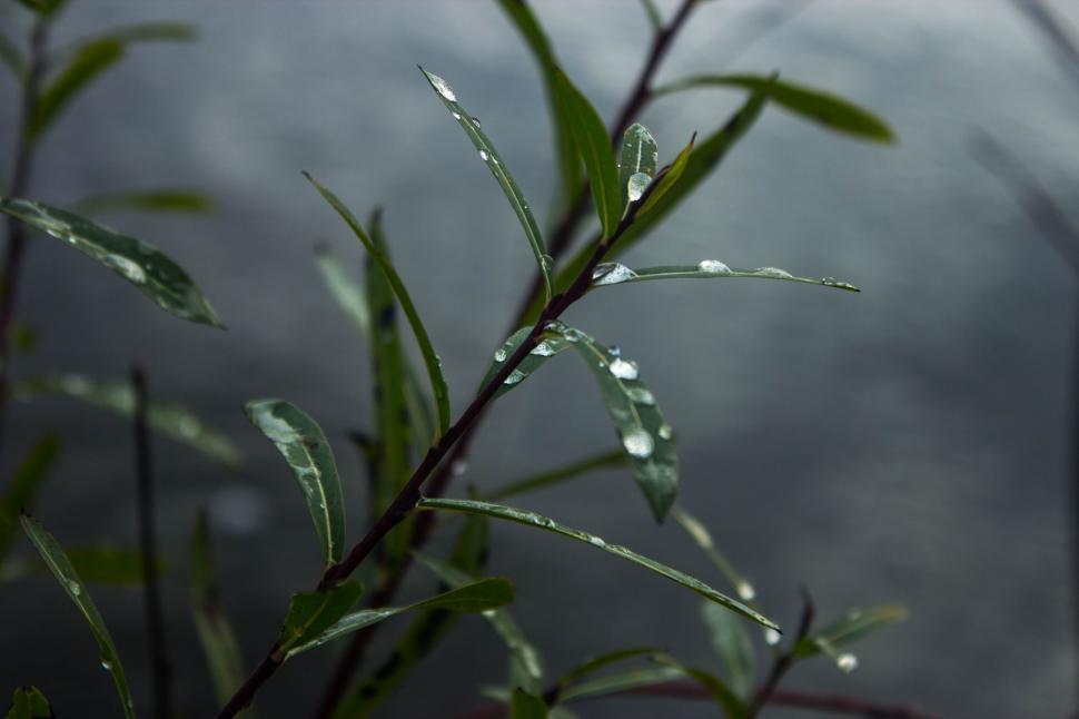 Free Image of Fresh dew drops on green leaves 