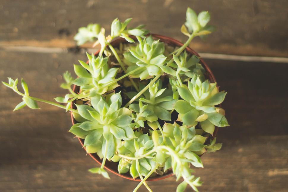 Free Image of Succulent plant in a pot shot from above 