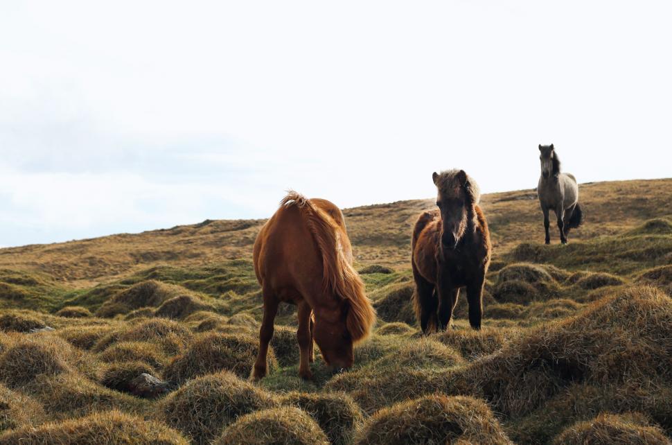 Free Image of Horses grazing in a countryside landscape 