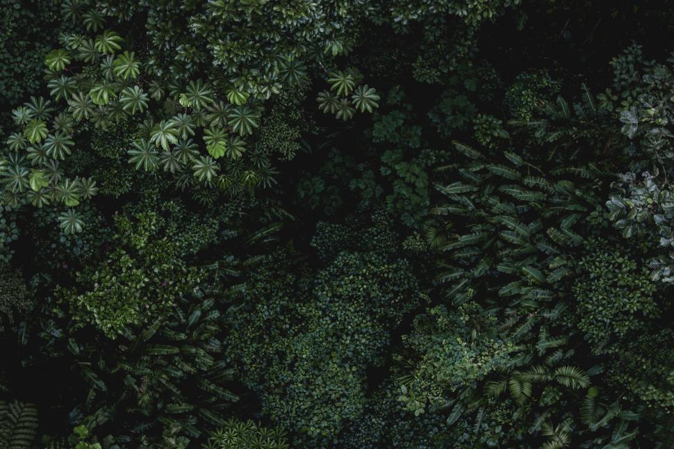 Free Image of Overhead view of dense forest canopy 