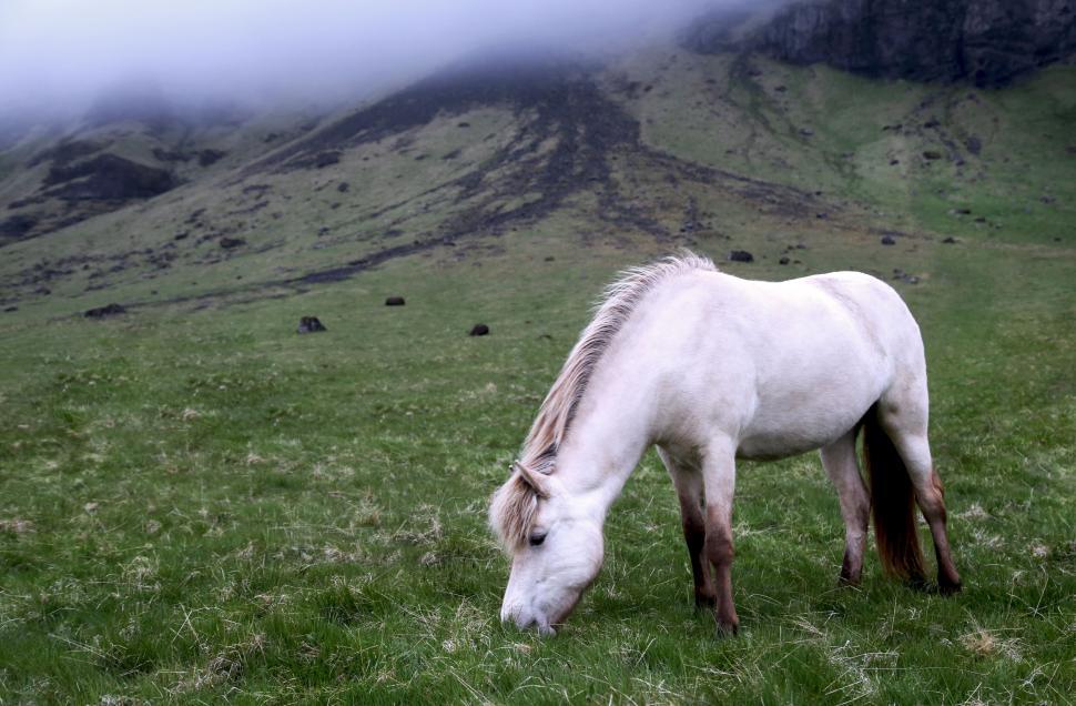 Free Image of Horse grazing on misty hillside 