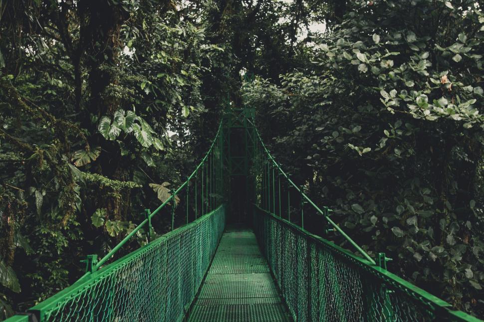 Free Image of Suspension bridge in lush forest 
