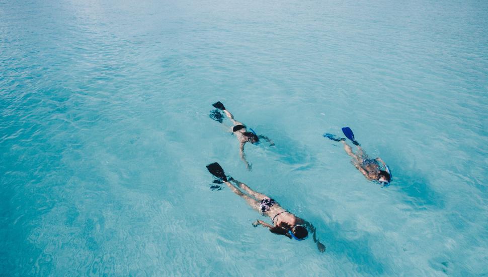 Free Image of Group of snorkelers exploring shallow sea 