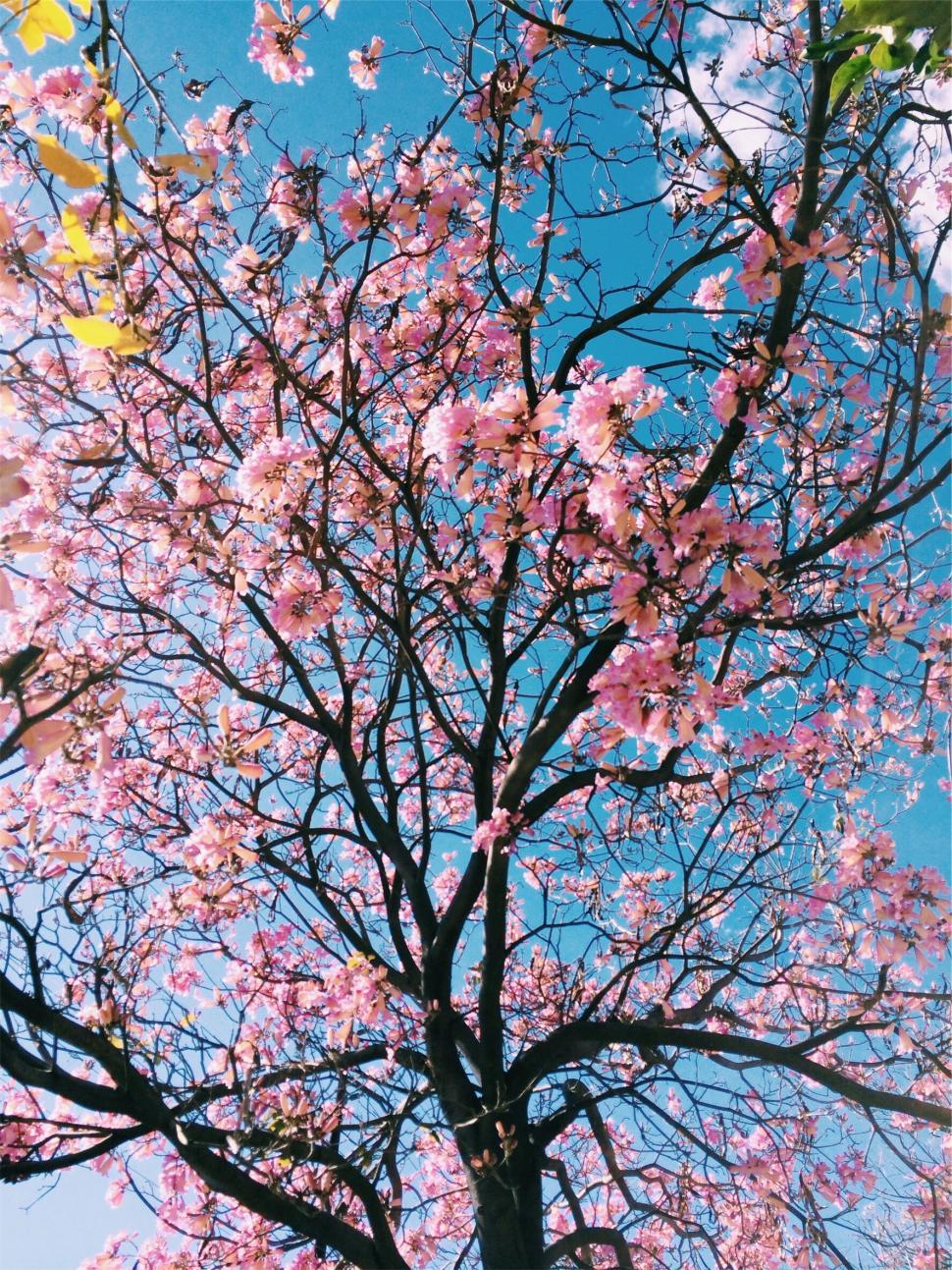 Free Image of Cherry blossom tree against blue sky 