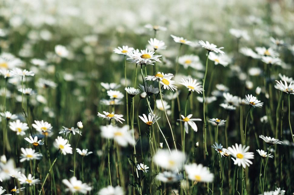 Free Image of Field of daisies in natural habitat 