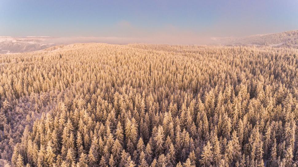 Free Image of Aerial view of snow-covered forest 