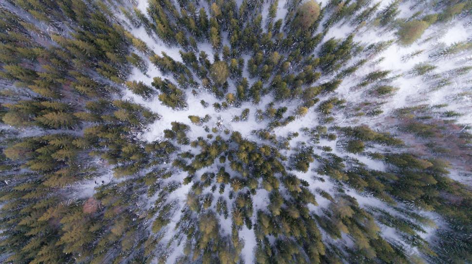 Free Image of Drone view of dense forest in snow 