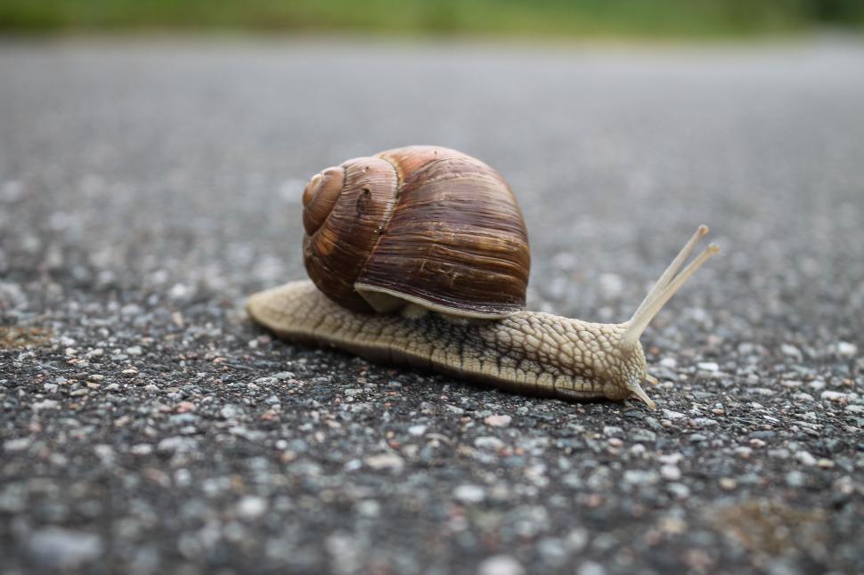 Free Image of Close-up of a snail on asphalt road 