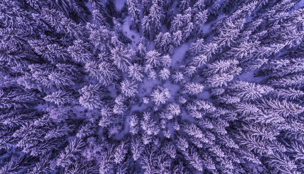 Free Image of Aerial view of snow-covered pine trees 
