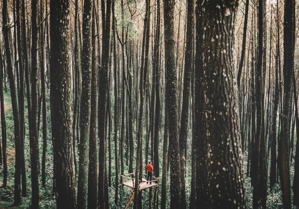 Free Image of Mysterious forest path with a red figure 