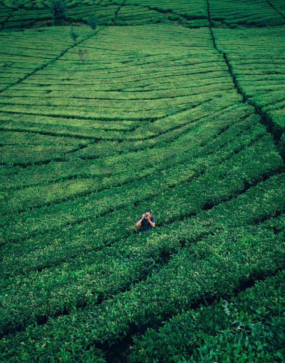 Free Image of Person amidst vast tea plantation 