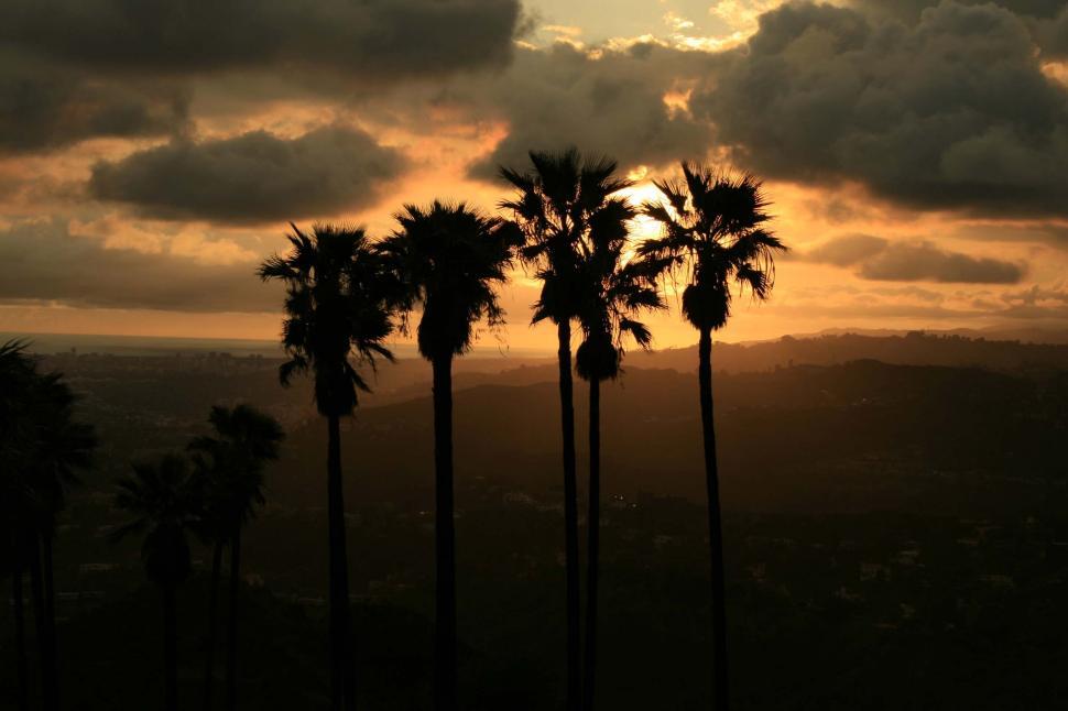 Free Image of Group of Palm Trees Silhouetted Against Sunset Sky 