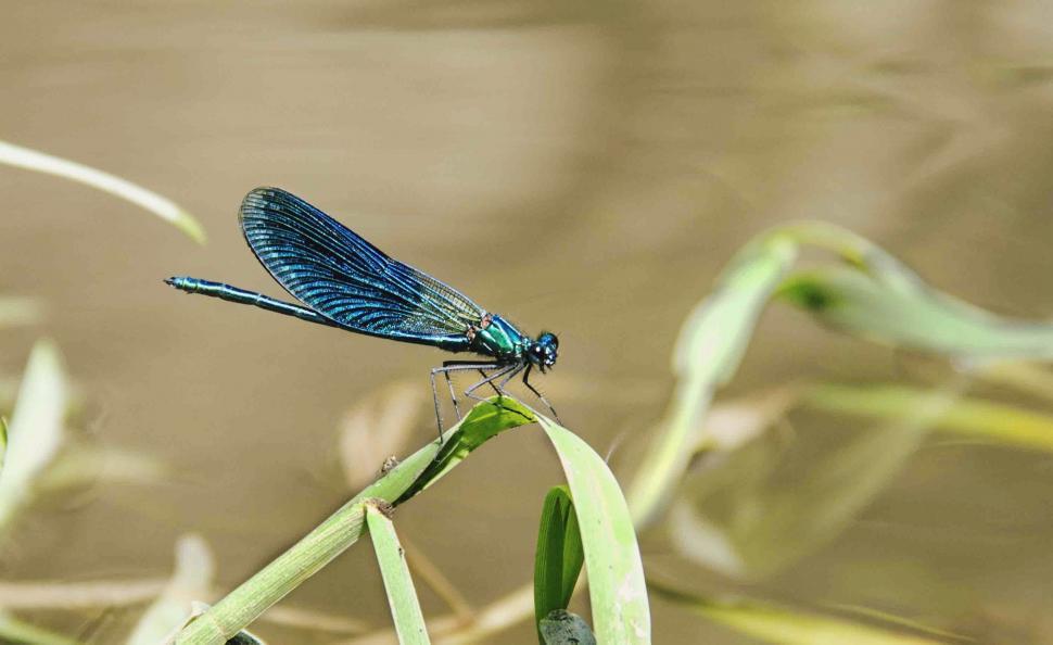 Free Image of Dragonfly perched on a green stem 