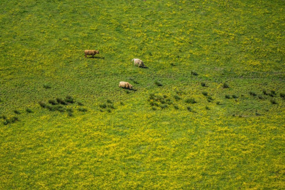 Free Image of Green field with grazing cows 