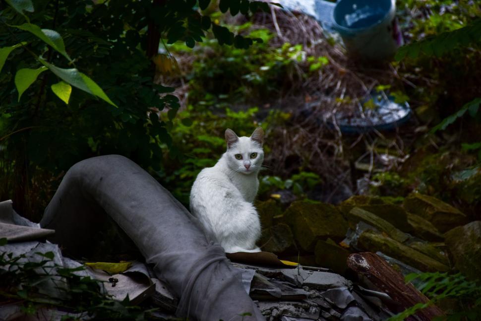 Free Image of White cat sitting on grey debris in nature 