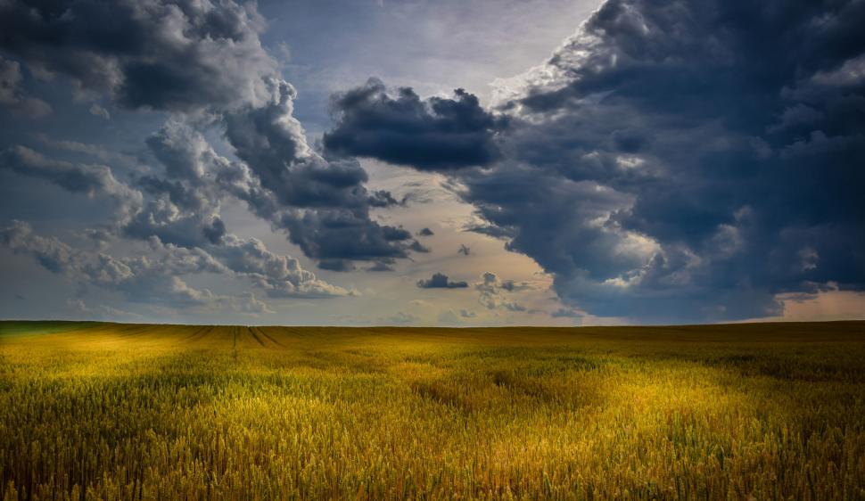 Free Image of Dramatic clouds over golden wheat field 