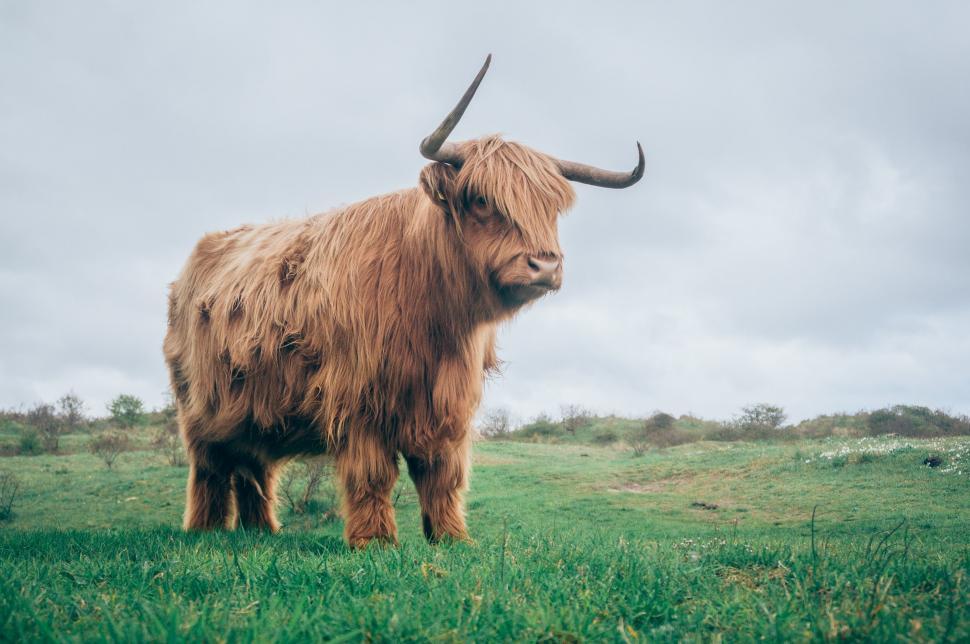 Free Image of Highland cow on a green field under cloudy sky 