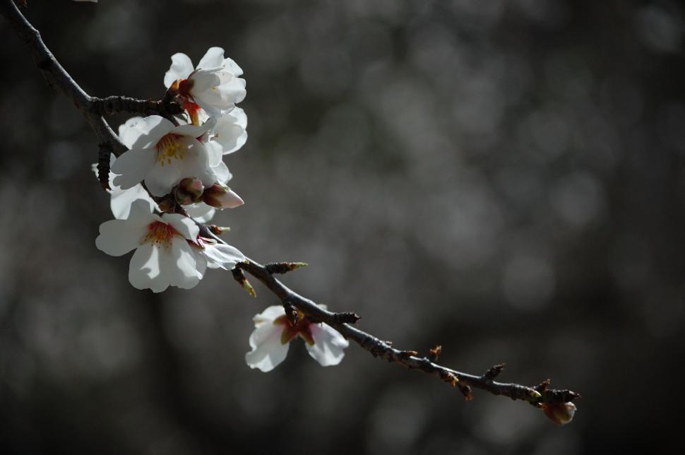 Free Image of Delicate cherry blossoms in soft focus 