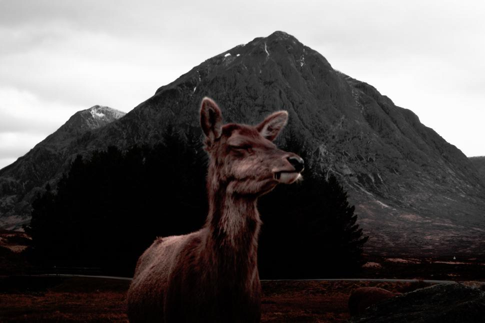 Free Image of Deer with a mountain in the background 