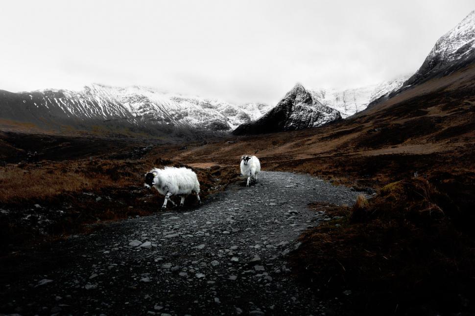 Free Image of Sheep on a mountain trail with snowy peaks 