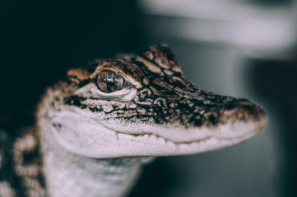 Free Image of Close-up of a young alligator s head 