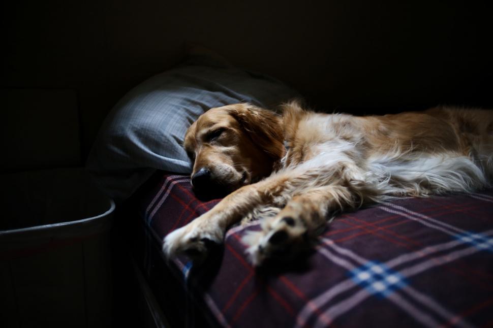 Free Image of Dog lying on a plaid bed in dim light 
