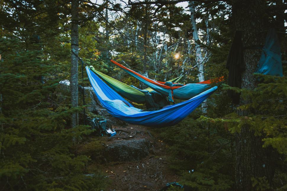 Free Image of Camping hammocks in a forested area 