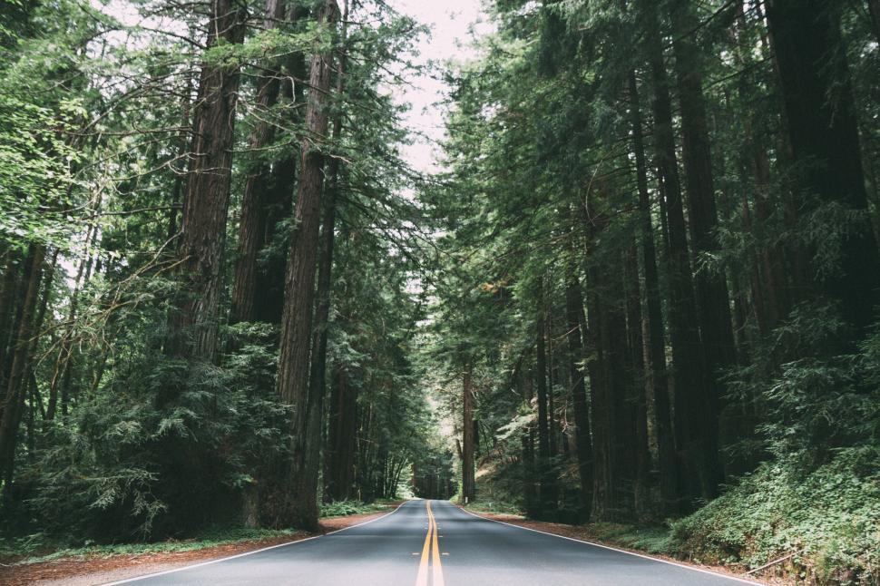 Free Image of Scenic forest road with tall trees 