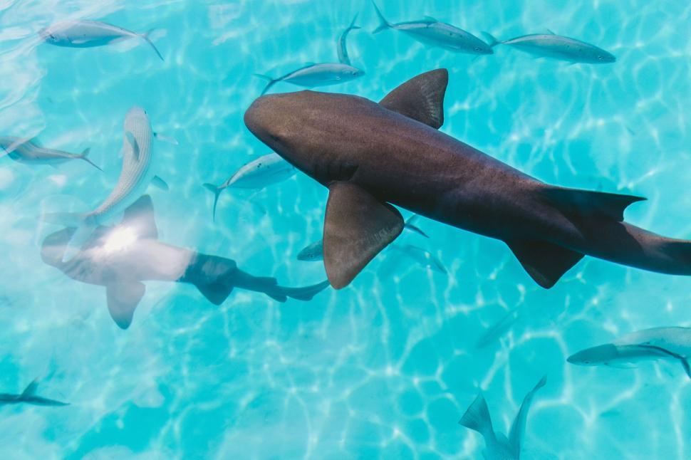 Free Image of Shark swimming among smaller fish 