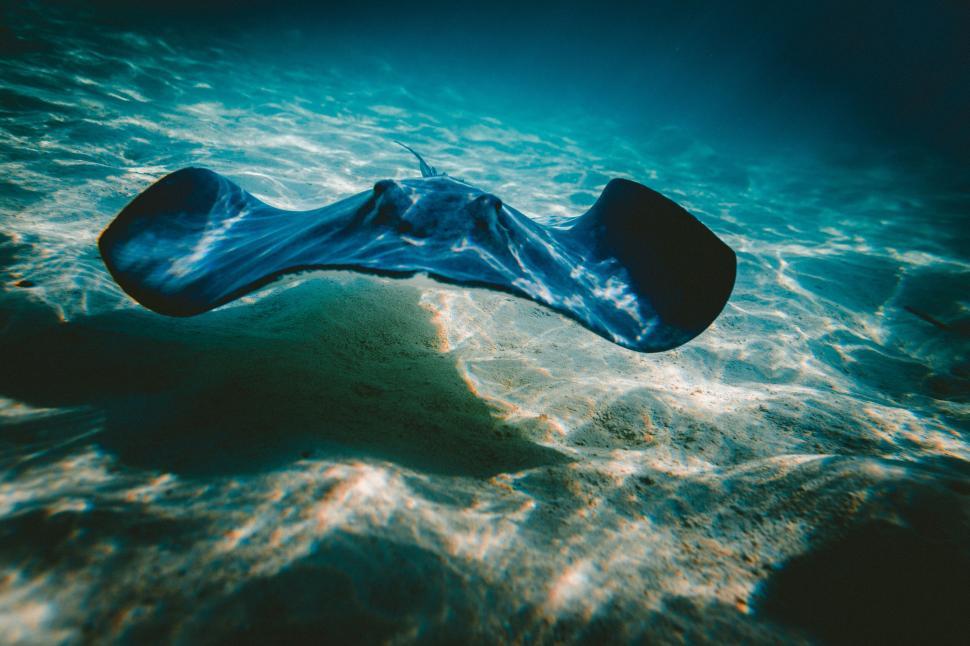 Free Image of Underwater view of floating manta ray 