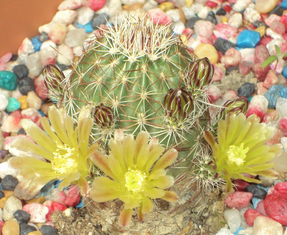 Free Image of Cactus Flower 